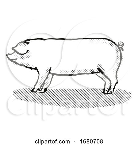Welsh Pig Breed Cartoon Retro Drawing by patrimonio