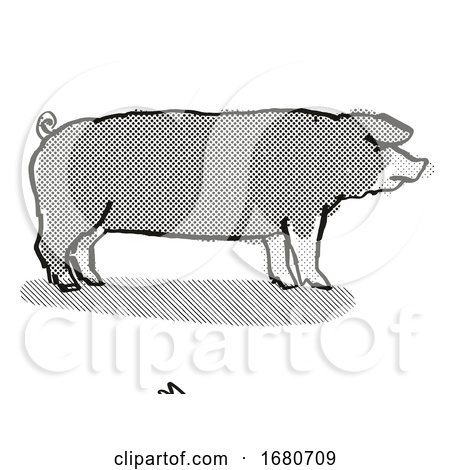 Poland China Pig Breed Cartoon Retro Drawing by patrimonio