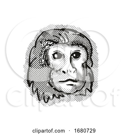 Golden Lion Tamarin Monkey Cartoon Retro Drawing by patrimonio