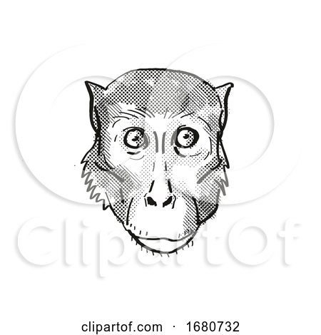 Rhesus Macaque Monkey Cartoon Retro Drawing by patrimonio