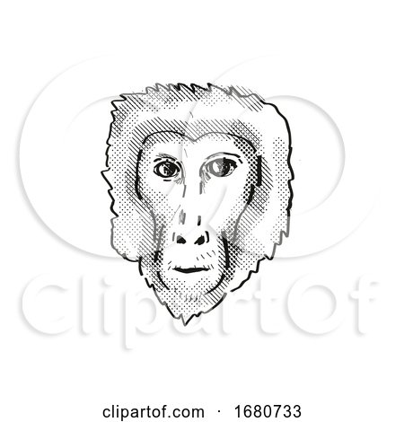 Assam Macaque Monkey Cartoon Retro Drawing by patrimonio