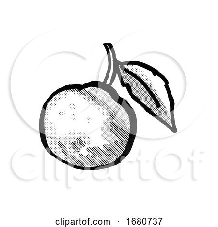 Orange Fruit with Leaf Cartoon Drawing by patrimonio