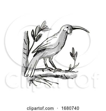 Huia New Zealand Bird Cartoon Retro Drawing by patrimonio