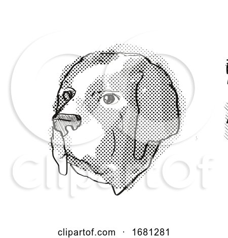 Saint Bernard Dog Breed Cartoon Retro Drawing by patrimonio