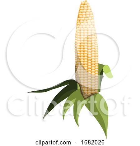 Light Yellow Sweet Corn Cob with Green Leafs by Morphart Creations