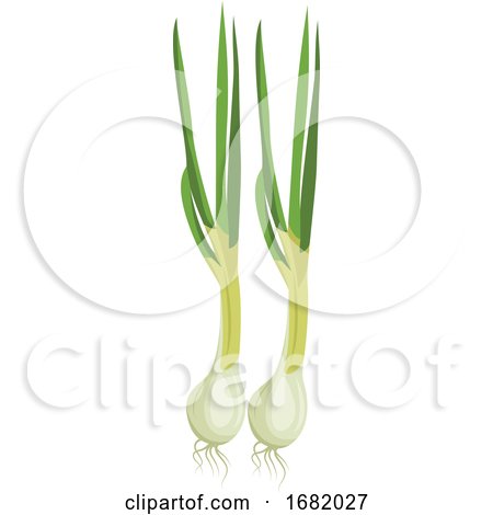 White Spring Onions with Green Leafs by Morphart Creations