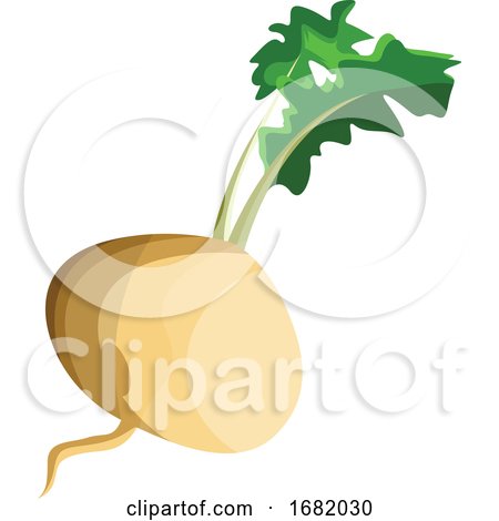 White Turnip Root with Green Leafs by Morphart Creations