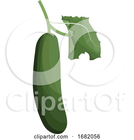 Green Cucumber with Green Leaf by Morphart Creations