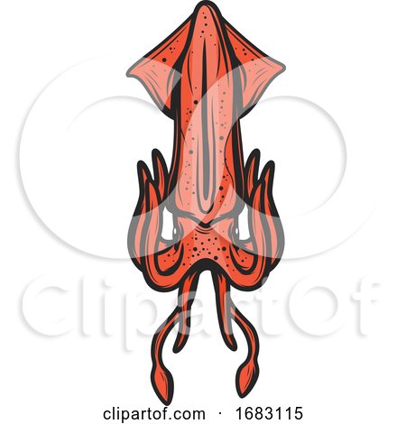 Squid by Vector Tradition SM