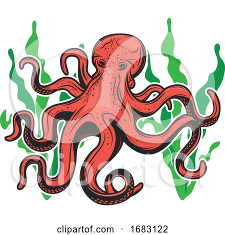Octopus by Vector Tradition SM