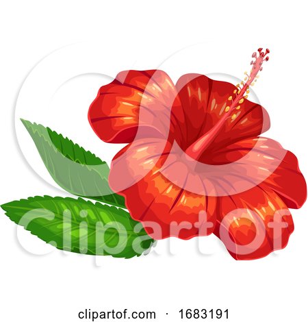 Hibiscus Flower by Vector Tradition SM