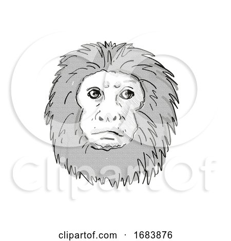 Golden Lion Tamarin or Leontopithecus Rosalia Endangered Wildlife Cartoon Retro Drawing by patrimonio