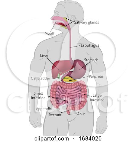 Human Gastrointestinal Digestive System by AtStockIllustration