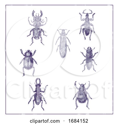 Beetles Vintage Collection Duotone on White Background by patrimonio