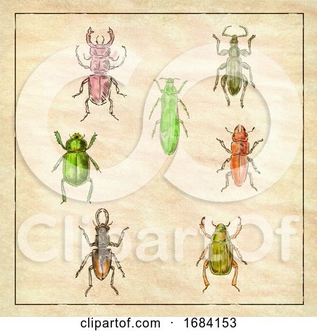Beetles Vintage Collection on Antique Paper by patrimonio