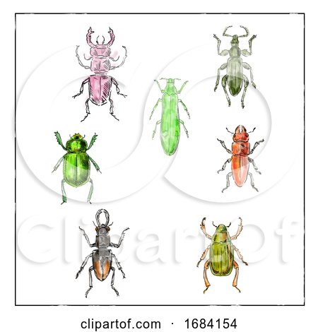 Beetles Vintage Collection on White Background by patrimonio