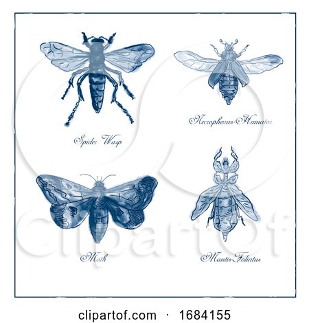 Spider Wasp, Moth, Necrophorus Humator Beetle, Mantis Foliatus Vintage Collection by patrimonio