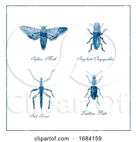 Sphinx Moth, Stag Beetle, Stick Insect and Zuphium Beetle Vintage Collection by patrimonio