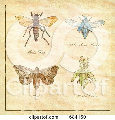 Spider Wasp, Moth, Necrophorus Humator Beetle, Mantis Foliatus Vintage Collection by patrimonio