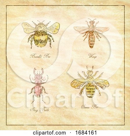 Bumble Bee, Wasp, Stag Beetle and Queen Bee Vintage Collection by patrimonio