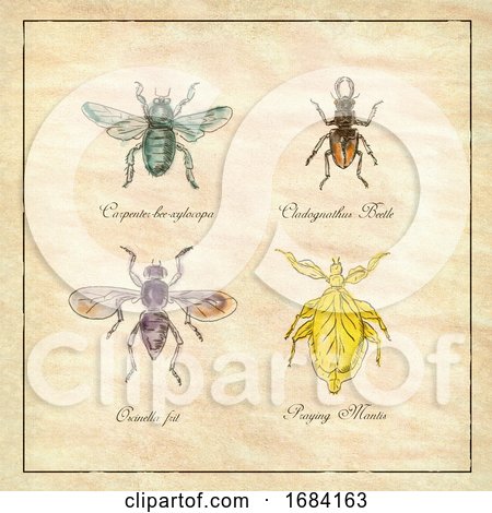 Carpenter Bee, Beetle, Oscinella Frit and Praying Mantis Vintage Collection by patrimonio