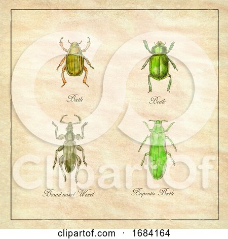 Beetle, Broad-Nosed Weevil and Buprestis Beetle Vintage Collection by patrimonio