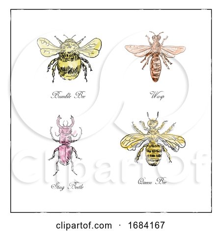 Bumble Bee, Wasp, Stag Beetle and Queen Bee Vintage Collection by patrimonio