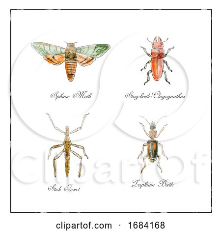 Sphinx Moth, Stag Beetle, Stick Insect and Zuphium Beetle Vintage Collection by patrimonio