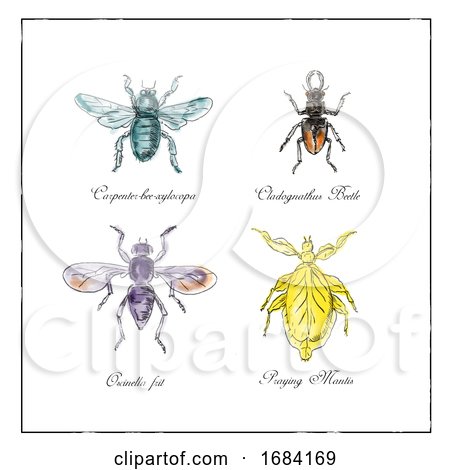 Carpenter Bee, Beetle, Oscinella Frit and Praying Mantis Vintage Collection by patrimonio
