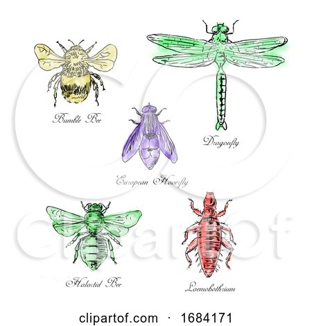 Bumble Bee, European Hoverfly, Dragonfly, Hlalactid Bee, and Lice Vintage Collection by patrimonio