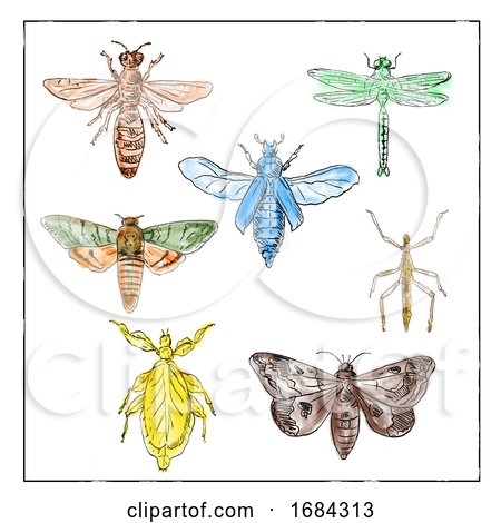 Vintage Moth, Dragonfly, Mantis and Stick Insect Collection on White Background by patrimonio