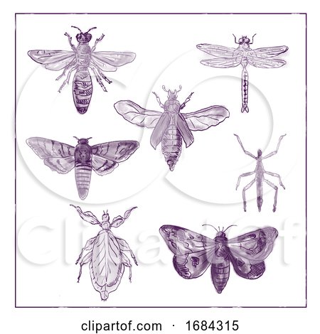 Vintage Moth, Dragonfly, Mantis and Stick Insect Collection Duotone on White Background by patrimonio