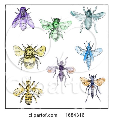 Vintage Bees and Flies Collection on White Background by patrimonio