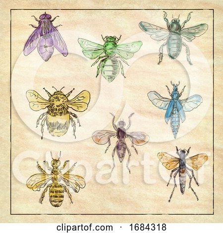 Vintage Bees and Flies Collection on Antique Paper by patrimonio