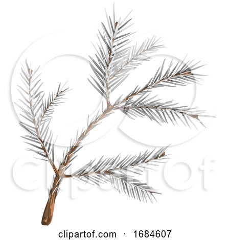 Winter Spruce Branch by dero