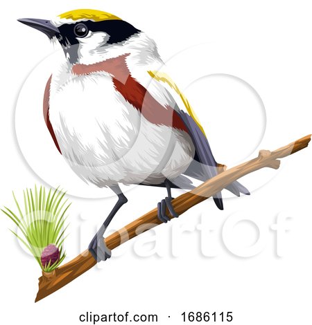 Vector of Bird Perching on Branch by Morphart Creations