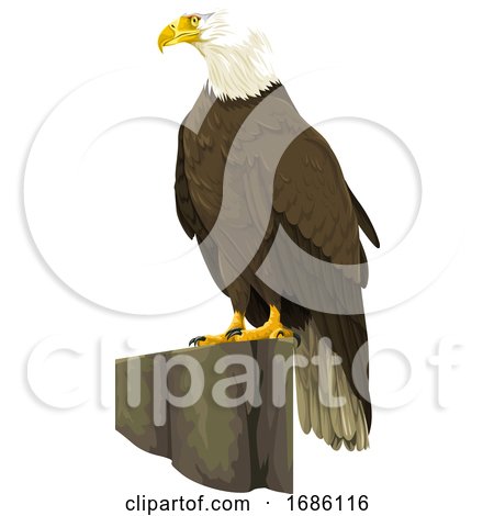 Vector of Bald Eagle by Morphart Creations