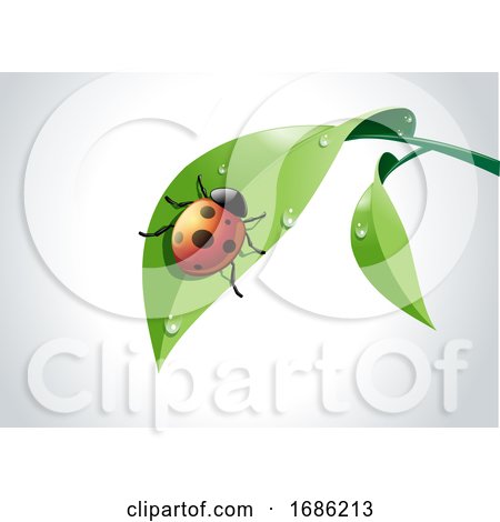 Vector of Ladybug on Green Leaf by Morphart Creations