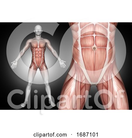 3D Male Medical Figure with Abdominal Muscles Highlighted by KJ Pargeter