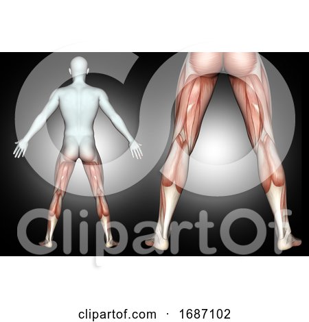 3D Male Medical Figure with Back of Leg Muscles Highlighted by KJ Pargeter