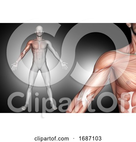 3D Male Medical Figure with Shoulder Muscles Highlighted by KJ Pargeter