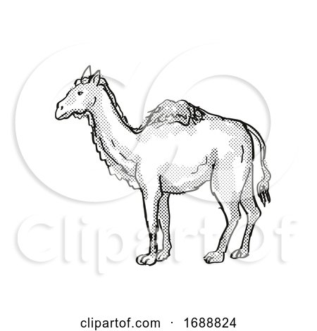 Western Camel Extinct North American Wildlife Cartoon Drawing by patrimonio