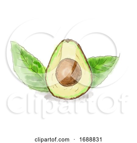 Haas Avocado Fruit with Leaves Watercolor by patrimonio