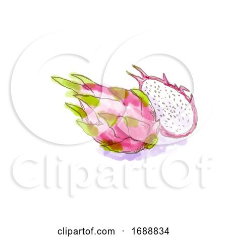 Pitahaya or Dragon Fruit Watercolor by patrimonio