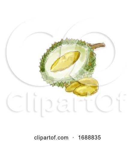 Durian Fruit Watercolor by patrimonio