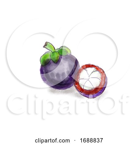 Mangosteen Fruit Watercolor by patrimonio