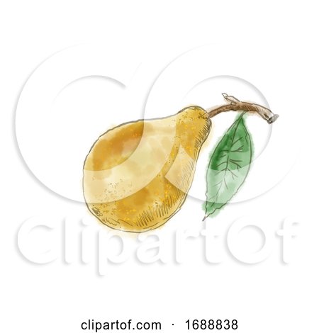 Pear Watercolor by patrimonio
