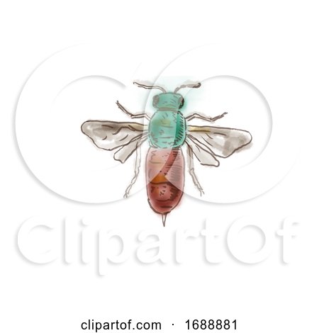Ruby Tailed Wasp Drawing by patrimonio