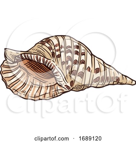 Seashell by Vector Tradition SM