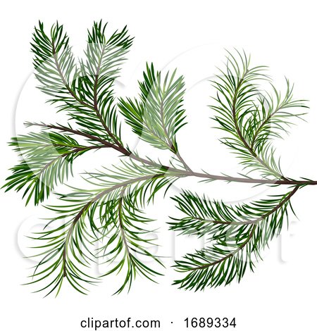 Spruce Twig by dero